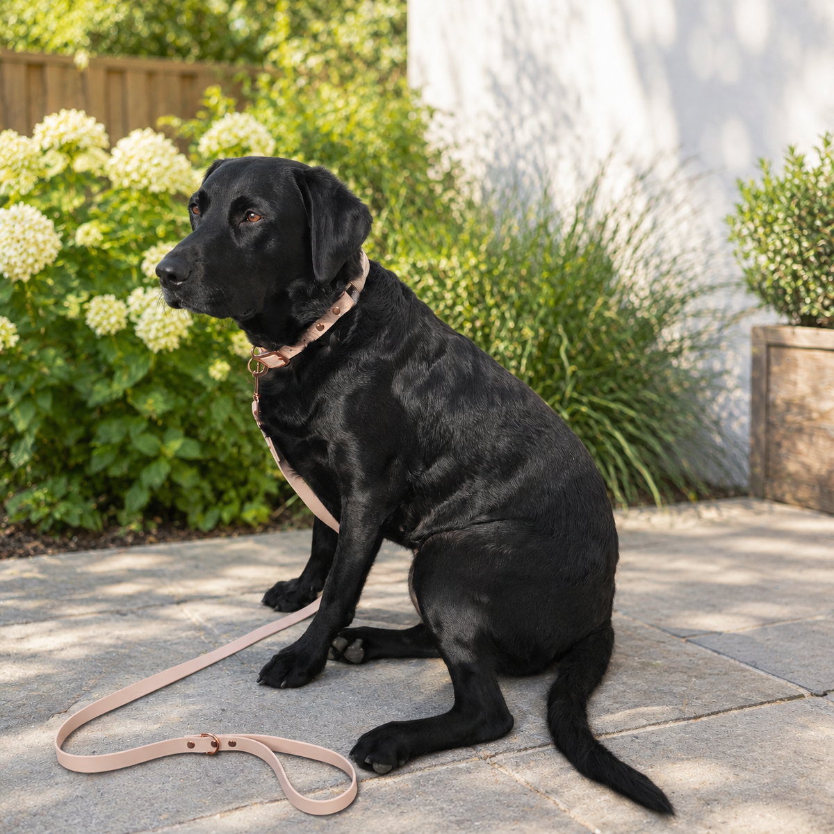 Latte Collar & Lead