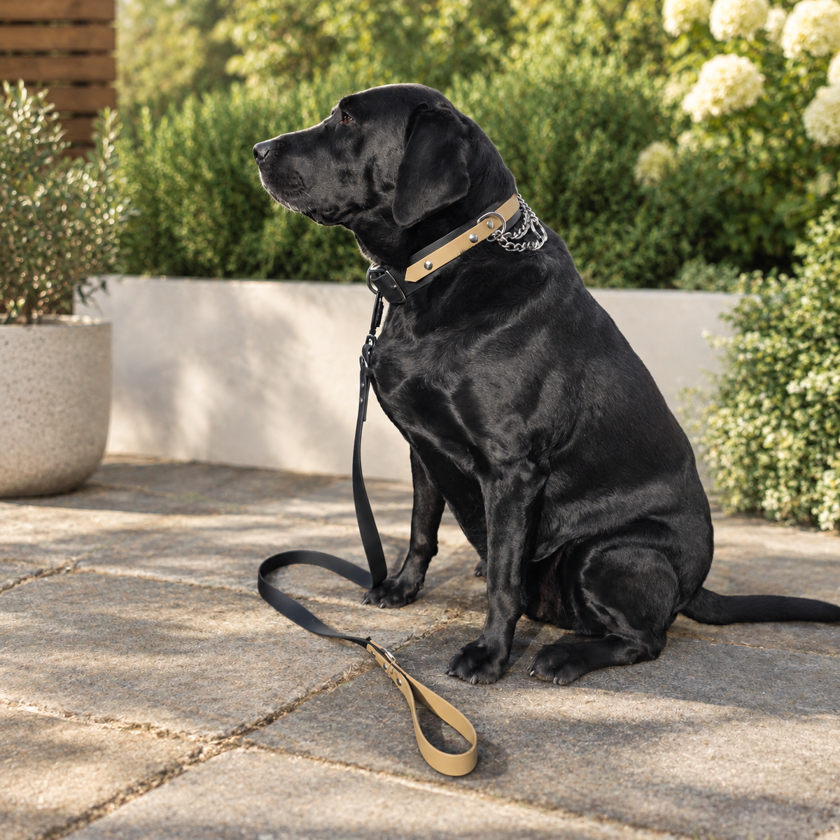 Lumberjack Collar & Lead
