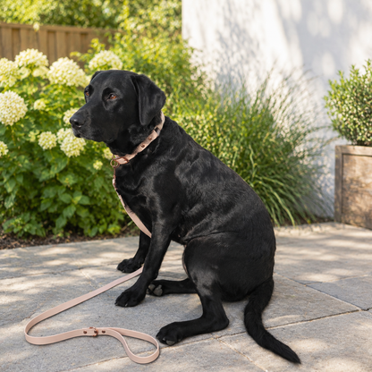 Latte Collar & Lead