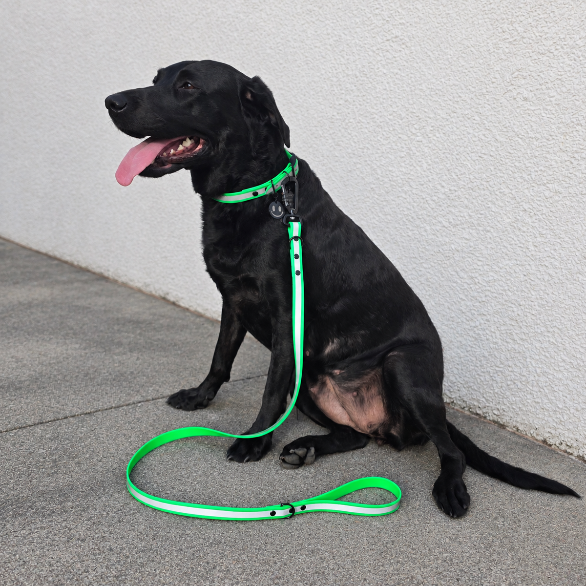 Acid Green Collar & Lead
