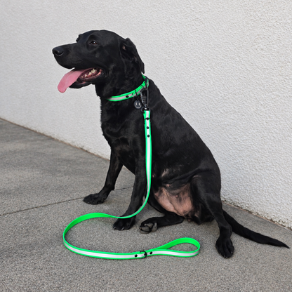 Acid Green Collar & Lead