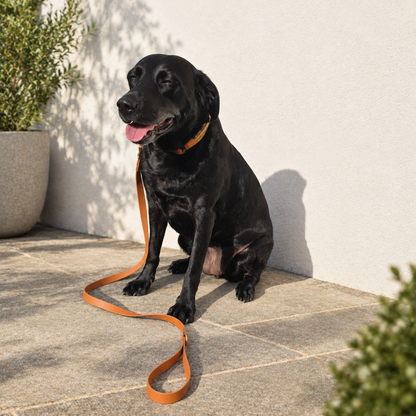 Caramel Collar & Lead